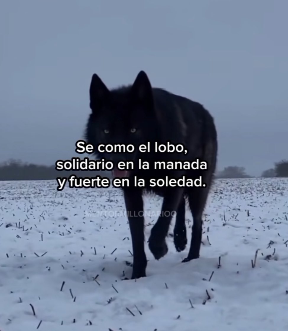 Sé cómo un Lobo, solitario en la manada y fuerte en la soledad.