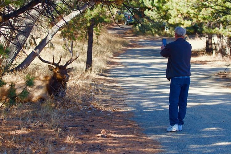 #Yellowstone #YellowstoneNationalPark #TouronsOfYellowstone #YNP #Tourons #BullElk #Keep25YardsFromElk #BeElkAware