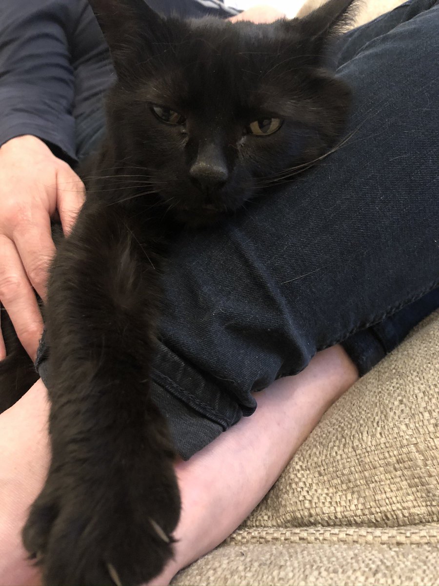 Sgt_Cop's tweet photo. Mine and @NHarrisonArt hearts are broken. We have had to take our wonderful Kitty on her final journey across the rainbow bridge. Thank you Kitty for nearly 15 years of wonderful memories. Miss you already. Love you my little girl. https://t.co/C3VoMqzKUl