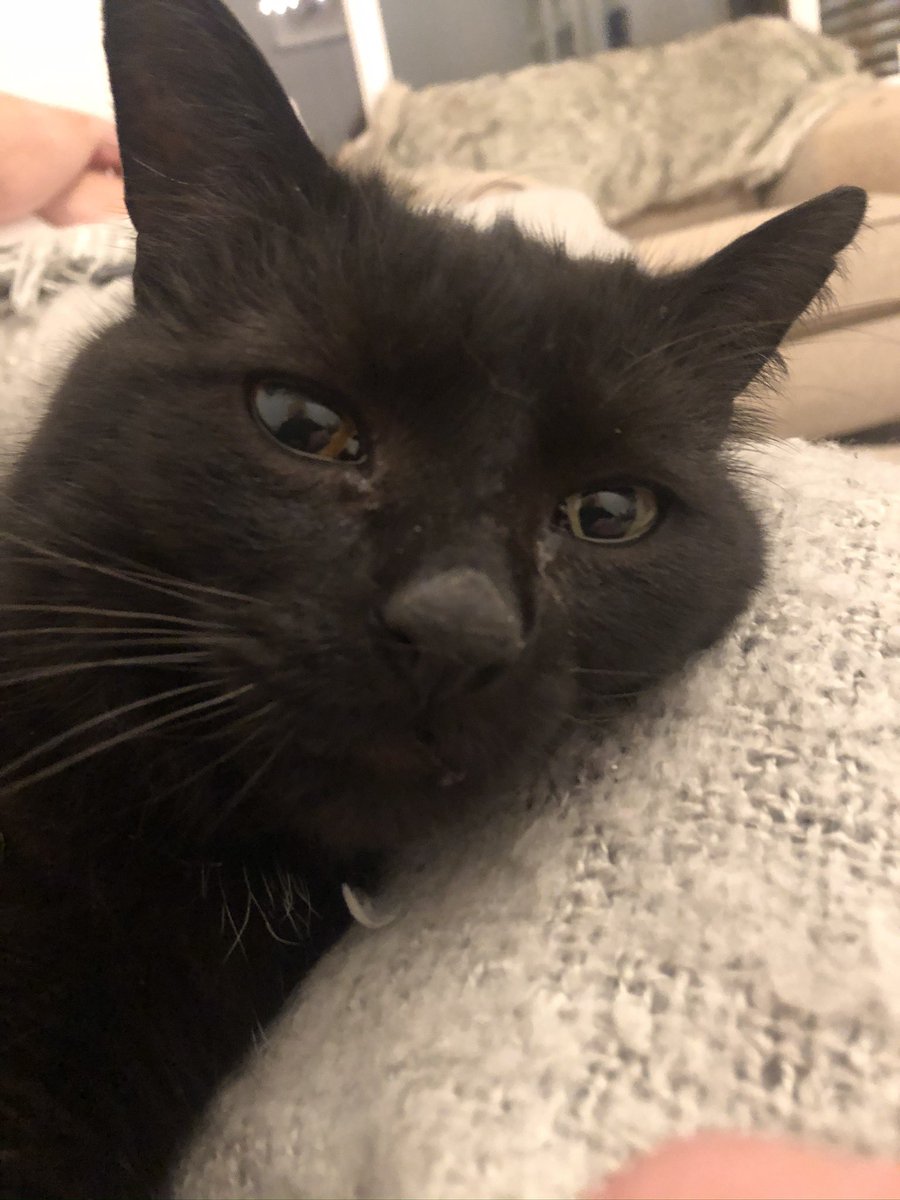 Sgt_Cop's tweet photo. Mine and @NHarrisonArt hearts are broken. We have had to take our wonderful Kitty on her final journey across the rainbow bridge. Thank you Kitty for nearly 15 years of wonderful memories. Miss you already. Love you my little girl. https://t.co/C3VoMqzKUl