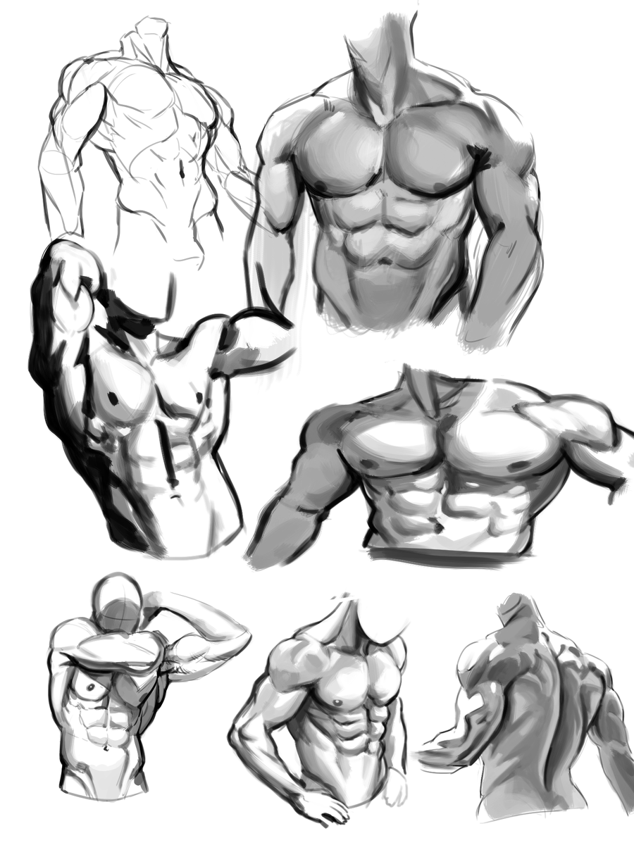 Anatomy studies