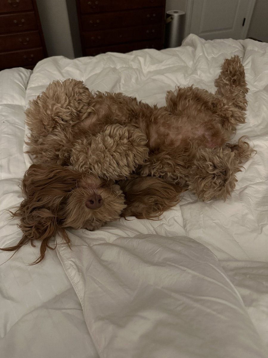 CocoandLizzy's tweet photo. Mummy also wanted me to tell everyone to make sure glands are kept in tip top shape at all times. I didn’t and I got an infection on my bum and in my glands. She thought I was so lethargic that I was leaving  earth early this morning. I didn’t though #analglandinfection. #Vettime https://t.co/TJBDsCojKC