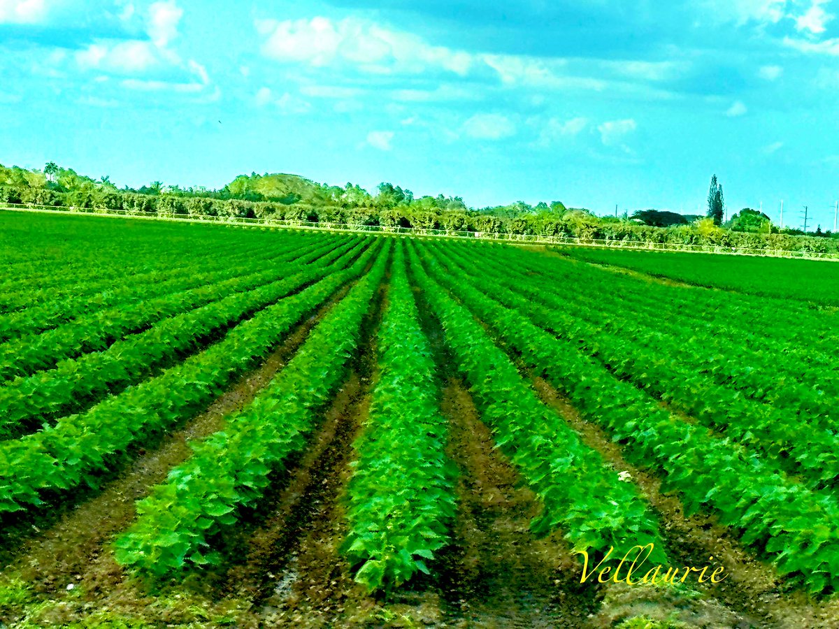 QP a picture of a farm or farm scene. F is for farm or farming #AlphabetChallenge #WeekF Mine is of a thriving crop of green beans. #vegetablefarming