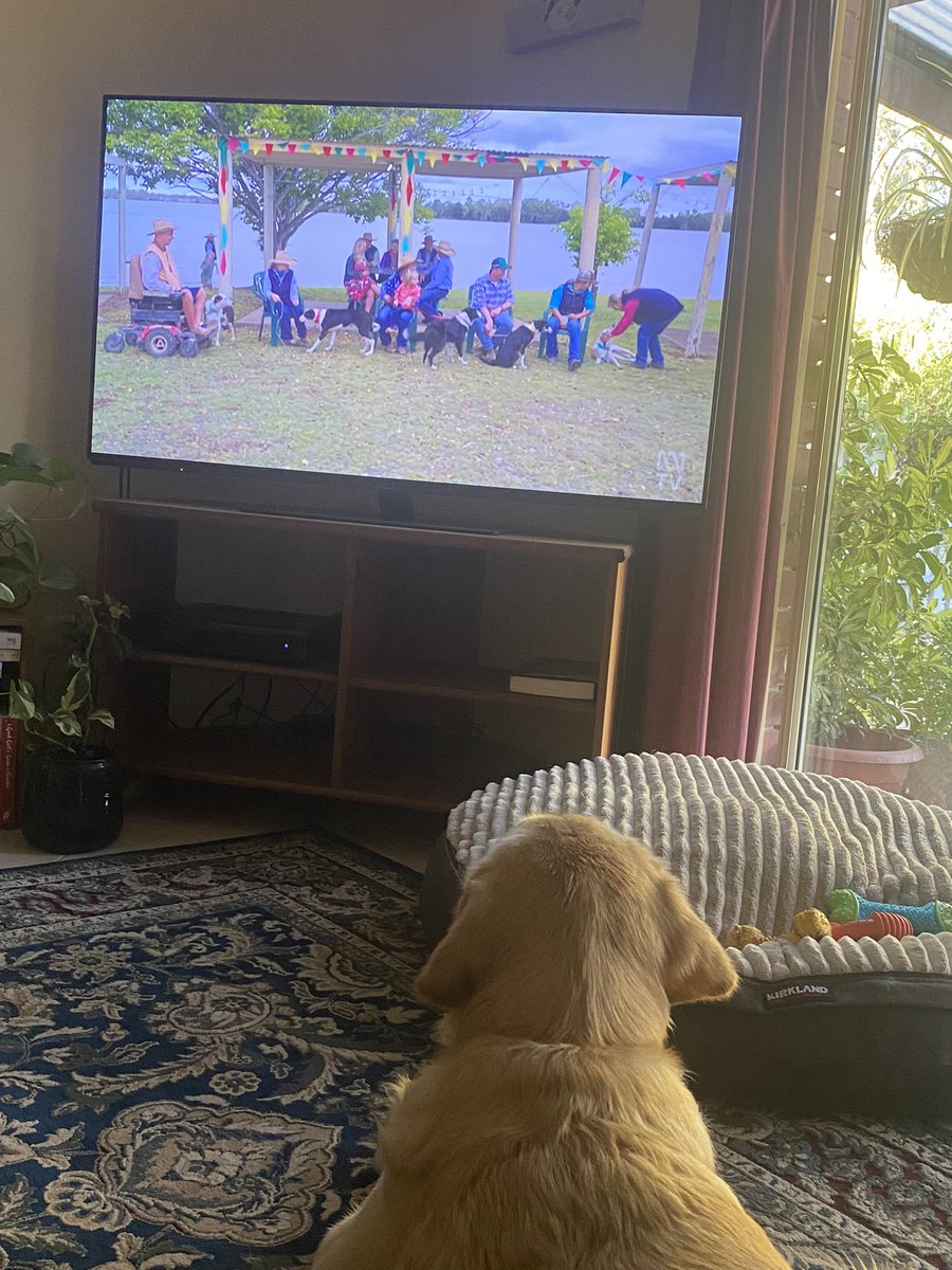 lisasshoes's tweet image. Murphy is loving the final episode so far. Checking to see how they go.  #MusterDogs