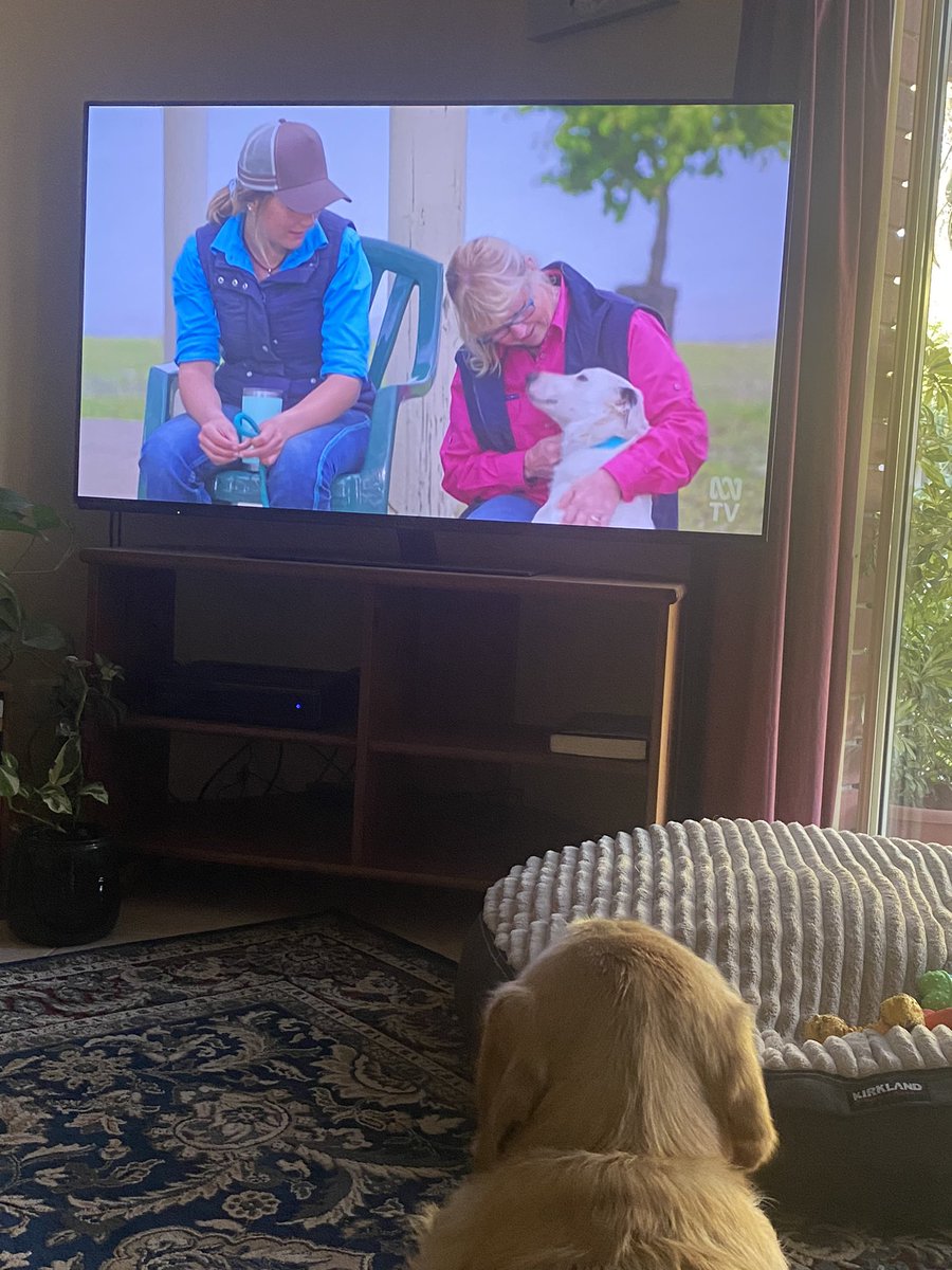 lisasshoes's tweet image. Murphy is loving the final episode so far. Checking to see how they go.  #MusterDogs