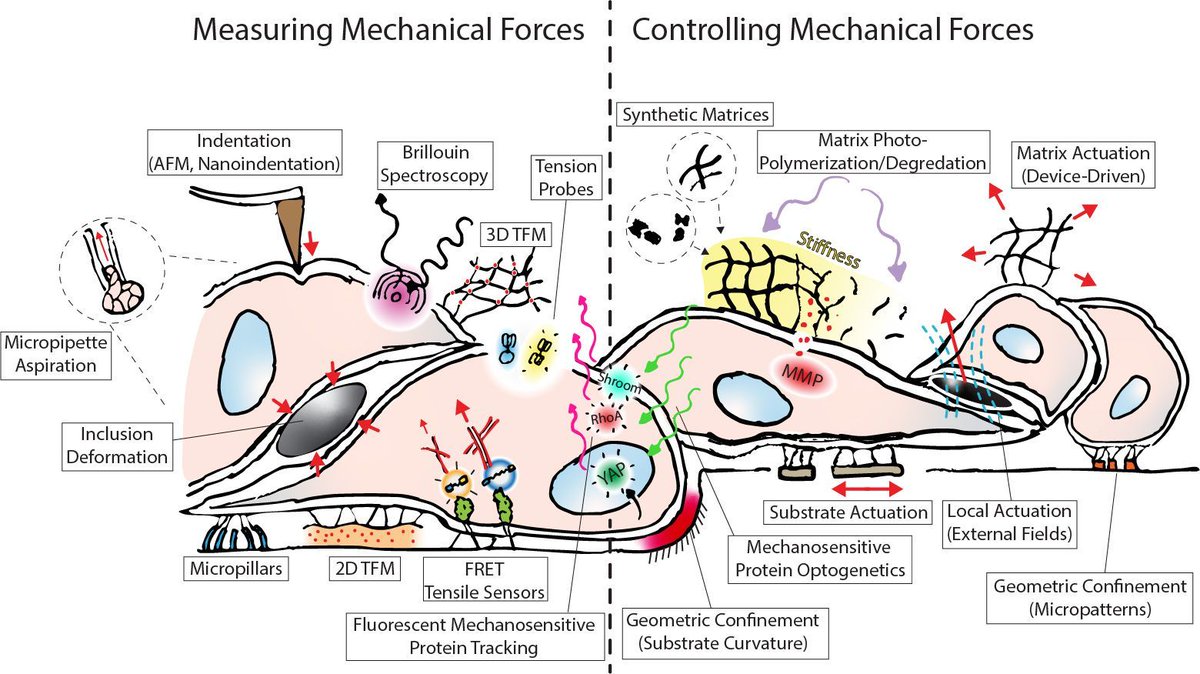 What’s the link between Origami and morphogenesis?

This is the world of Actuation, I’m <a href="/AR_AbdelFattah/">Abdel Rahman Abdel Fattah</a>, and I’ll share with you insights, experiments and an outlook on how epithelia use mechanical forces to gain geometrical and functional complexity.