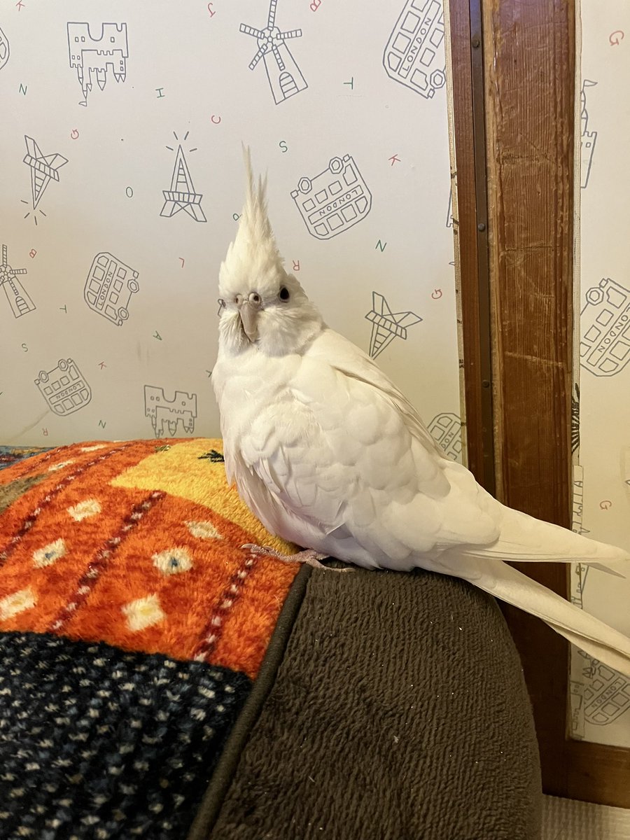 Portable_game's tweet photo. 本日、自宅から逃げ出しました。
見かけた方は、教えてください。
【迷子になった日付】： 2024年 02月11 日 16:00頃
【逃げ出した場所】:沖縄県うるま市
【鳥の種類】：オカメインコ
【特徴】
色:白
性別：メス
年齢：3 https://t.co/XNl38vwfpL