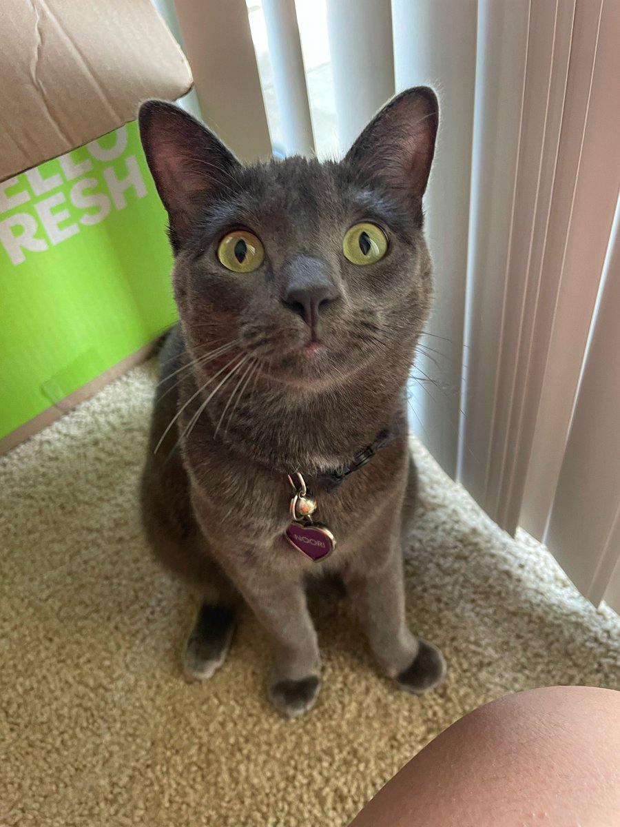 aalinaahmedd's tweet image. basically manifested her into my life :)))