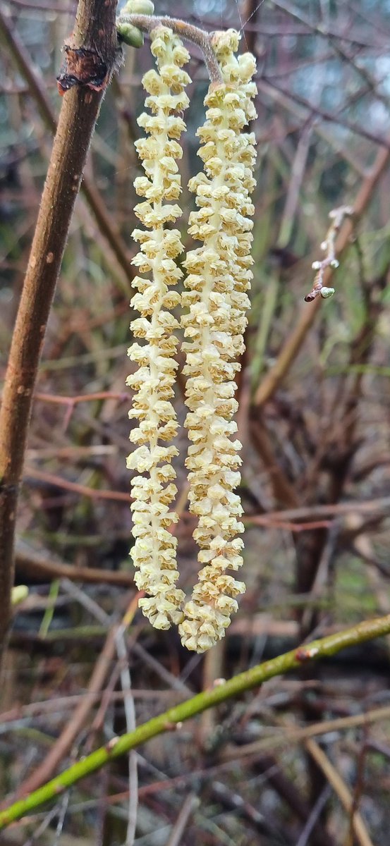 Muttley1968A's tweet image. Beautiful misty morning bimble 🌫👣 around Rushcliffe Country Park.  @RUDDINGTON_info  @RuddingtonCA  that warming spring feeling #Springsoon 🌱☘️🌼🌺 @Nottswildlife