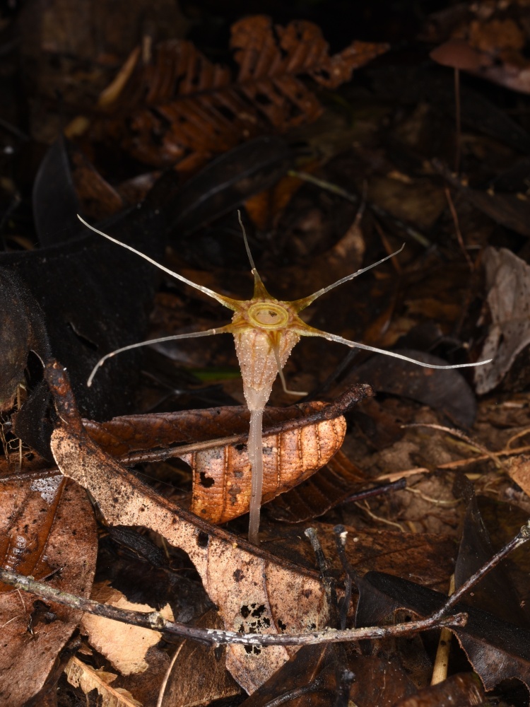 thismiaguy's tweet image. Happy #LunarNewYear with #Thismia ornata from #Kubah NP🍊🐉🍊