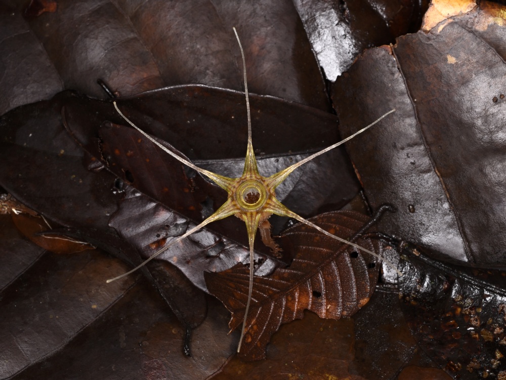 thismiaguy's tweet image. Happy #LunarNewYear with #Thismia ornata from #Kubah NP🍊🐉🍊