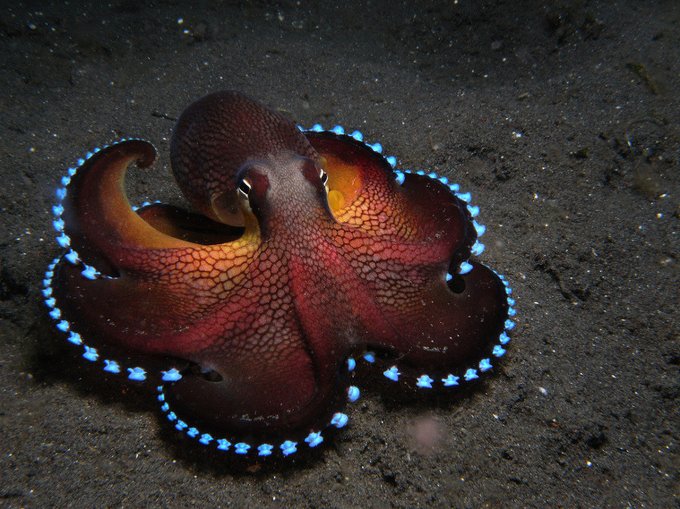 Octopus marginatus can be identified by the branching dark brown veins over the mantle and down the arms. The edges of their arms are often darkened in contrast to the bright white-blue suckers.