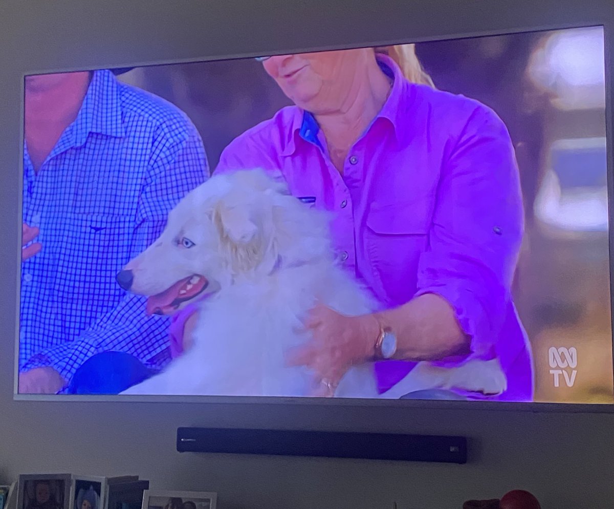 susiecartledge's tweet image. DAY MADE knowing Lucky went home to Franks place! I was hoping we’d see that pup again! #musterdogs @ABCTV