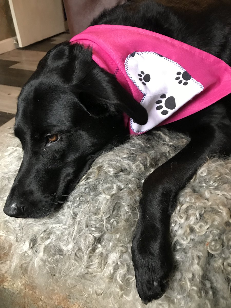 Searching for a special Valentine's treat for your canine companion? 💖 Perfect for spreading love and style this Valentine's Day! #DIY #ValentinesGift #DogBandana #CraftingWithLove
full post here
oxfordcitydog.com/complete-instr…