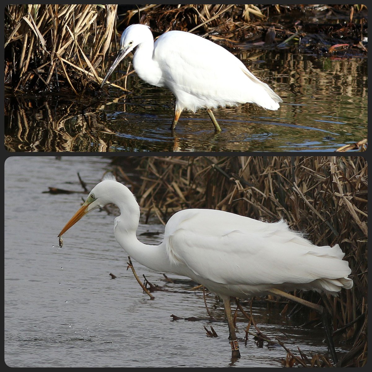 Steeds vaker zien we naast Grote nu ook Kleine Zilverreiger in onze polders! <a href="/altenatuur/">ALTENATUUR</a> <a href="/vogelnieuws/">Vogelbescherming NL</a> #Vogelskijken