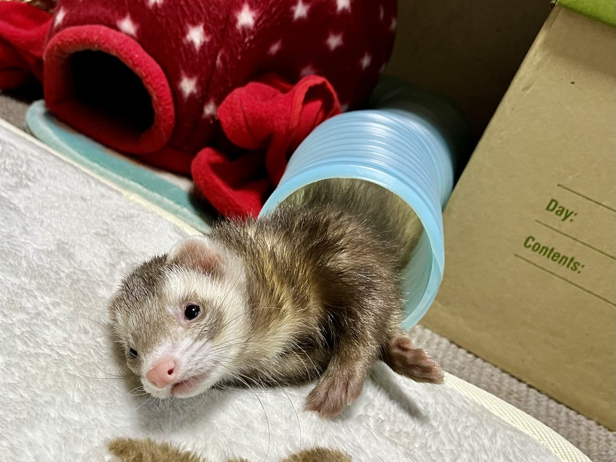 kiruLi's tweet photo. トンネル遊び
連休
ゴロゴロ

 #ferret #フェレット #イタ��� https://t.co/UeKzcP17fj