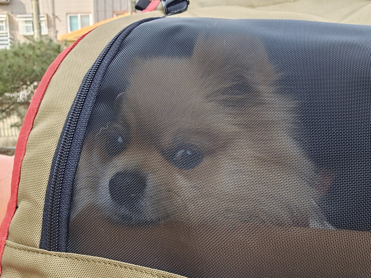 Mochaaaaa190701's tweet photo. 누나랑 어디론가 떠나는중🤭
아이캔더 지게백 이제야 개시했는데 부피 빼면 참 좋네여..
역시 두 어깨로 매기 짱이고여.. 각이 더 딱 잡히면 완벽할��가태..
작은 사이주 하나 더 갖고싶다.. https://t.co/gbE5HDPMAw