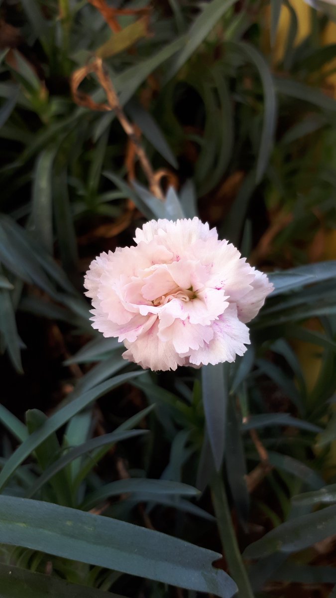 "Ne güzel bir şeydir iyi bir kalp. Baktığı her şeyde bir güzellik bulur ve girdiği her yere huzur taşır.Kuşları mutlu, çiçekleri renkli ve vicdanları tertemizdir. Ve de cümleleri..!"

Karanfilim açmış mutlu umutlu günaydın olsun😍🌸🌿