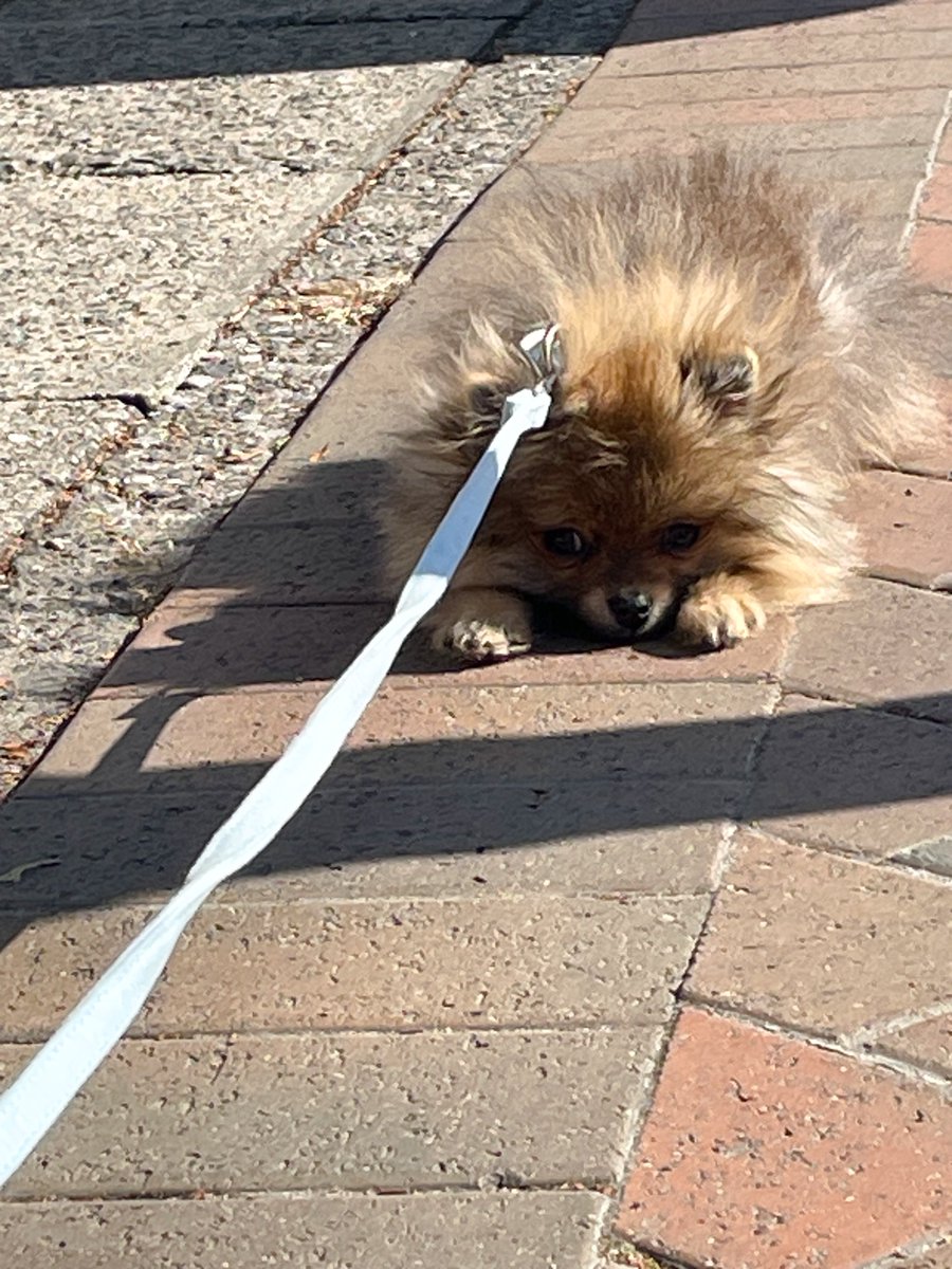 jun_pomeranian's tweet image. 通りすがりの人に「猫…………？」と言われた、散歩デビューポメラニアン