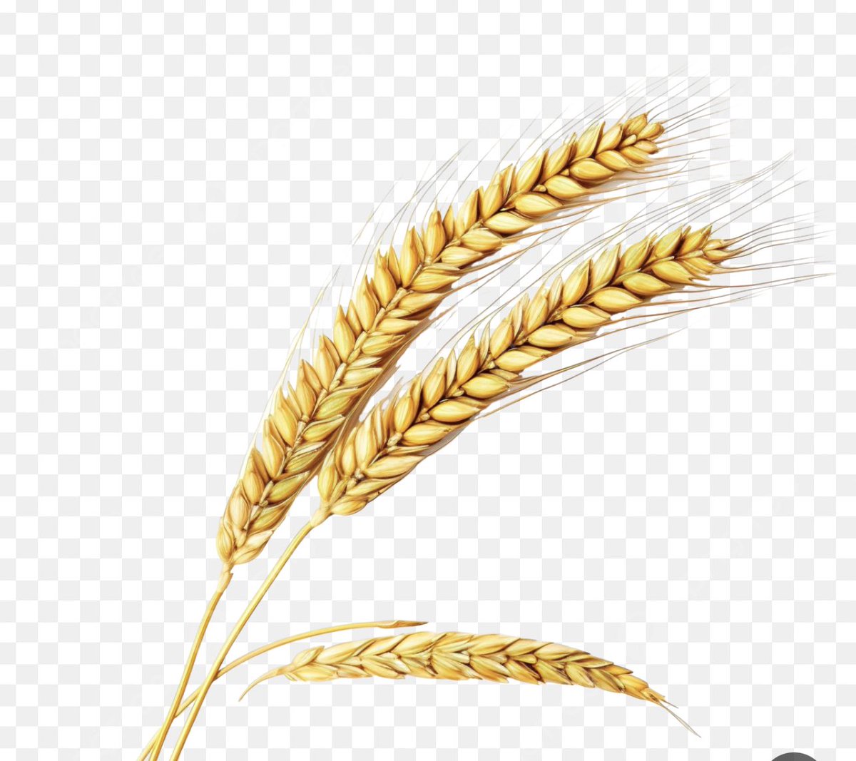mssh_4's tweet photo. @uikil2 سنبله https://t.co/ogfSSJVBX9