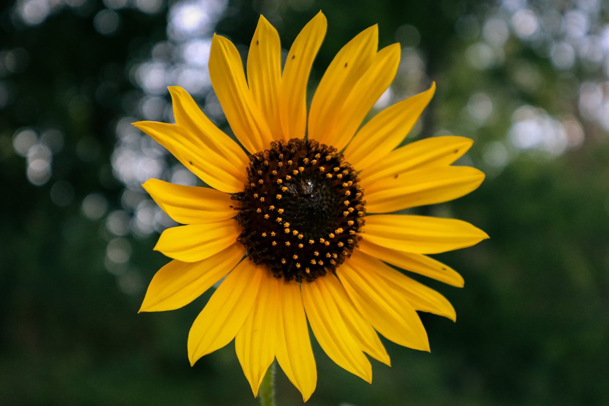 Sun-flower 🌻