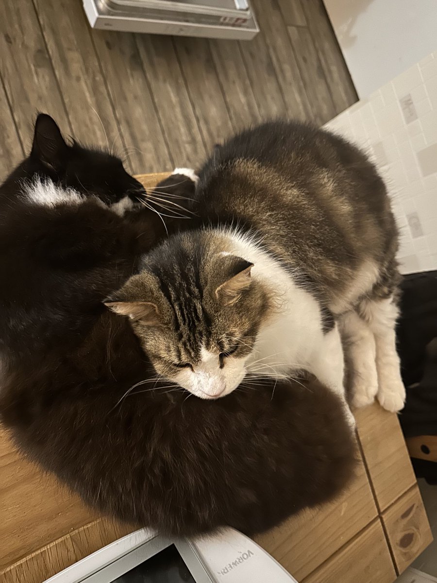 Pojedzone a człowiek kuwety ogarnoł. Może sie napić kawy🐾🐾pozwalamy. Tylko szybko bo zaraz mizianko!!! Cola&amp;Leon.