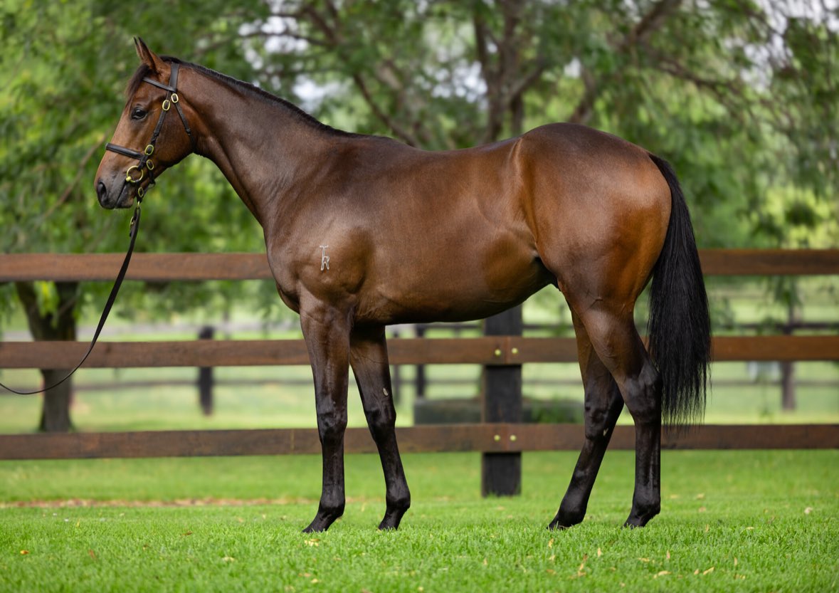Day 1 of Inglis Classic done &amp; dusted.. 5 colts joining the team for all budgets. 

Lot 82 Dundeel x Aonair - $110k
Lot 92 Cosmic Force x Artie Fartie - $150k
Lot 138 Extreme Choice x Brisk - $320k
Lot 200 Proisir x Dance On By - $200k
Lot 236 North Pacific x Dylan’s Deeva - $60k
