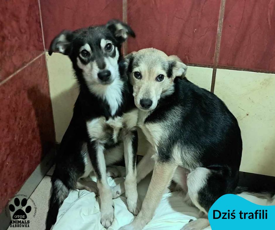 Znaleziono psa, Dąbrówka
Grafi i Zami do schroniska Otoz Animals w Dąbrówce k. Wejherowa trafili 31...
wieszgdziezwierz.pl/psy/znalezione…
#znalezionopsa #znaleziono #pies #dąbrówka