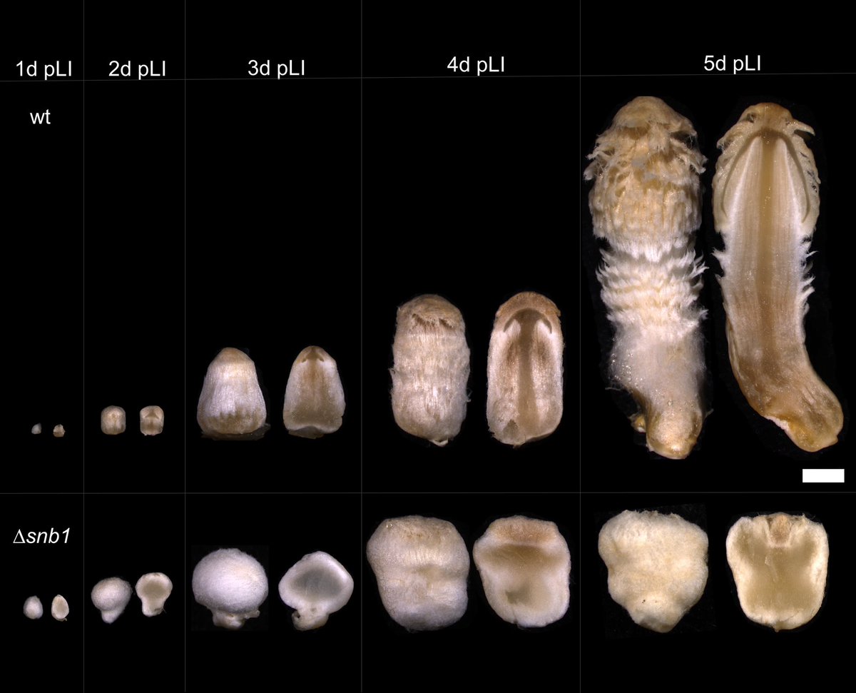 Laszlo G. Nagy (@laszlognagy) on Twitter photo Pleased to share <a href="/fcsenge/">Csenge Földi</a> ‘s new paper on a unique snowball mushroom morphology. Developmental patterning, evo-devo in multicellular fungi. | mSystems journals.asm.org/doi/10.1128/ms… Pleased to share <a href="/fcsenge/">Csenge Földi</a> ‘s new paper on a unique snowball mushroom morphology. Developmental patterning, evo-devo in multicellular fungi. | mSystems journals.asm.org/doi/10.1128/ms…