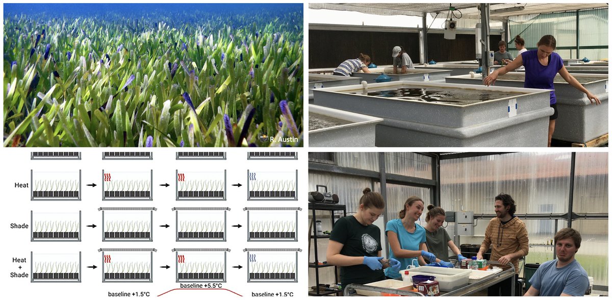 Our new research paper @FrontiersIn looks at gene expression responses to #marineheatwave and shading in the giant #Posidonia #seagrass clone from #SharkBay #Gathaagudu  #RNASeq #FrontiersInPlantScience #climatechange