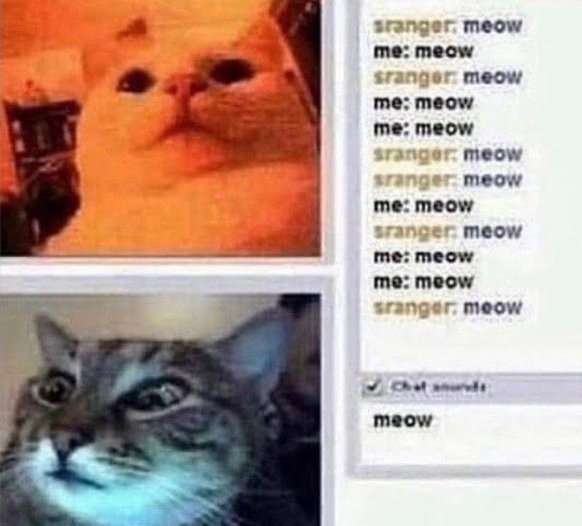 PostsOfCats's tweet photo. https://t.co/WJ11c2vv9Q