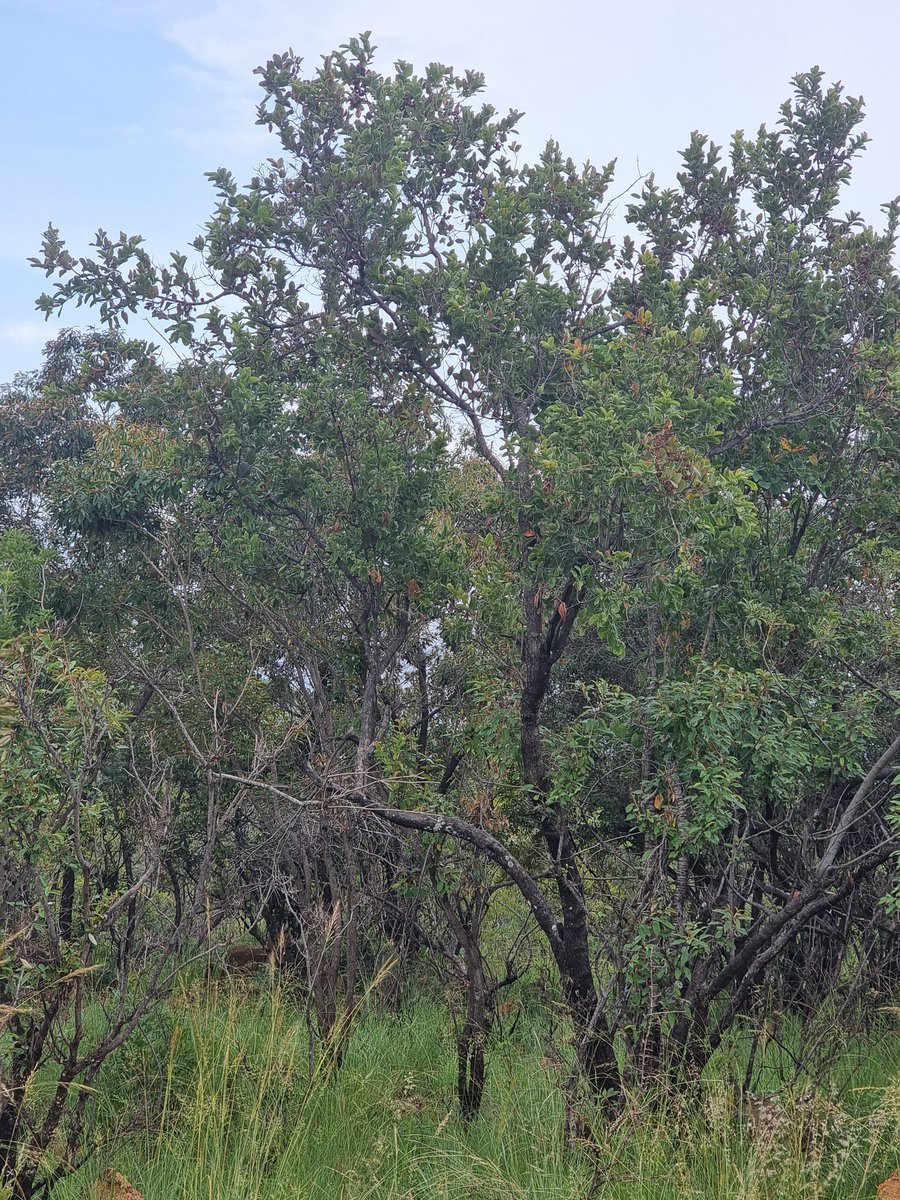 PeaksofAfrica's tweet photo. Combretum apiculatum is widespread in many countries of tropical eastern and southern Africa such as Malawi, Mozambique, Namibia, Zambia, Zimbabwe and South Africa. It is found in dry open woodland and savannah, and is considered an indicator of mixed veld in South Africa. https://t.co/1oGy67Bd7Q