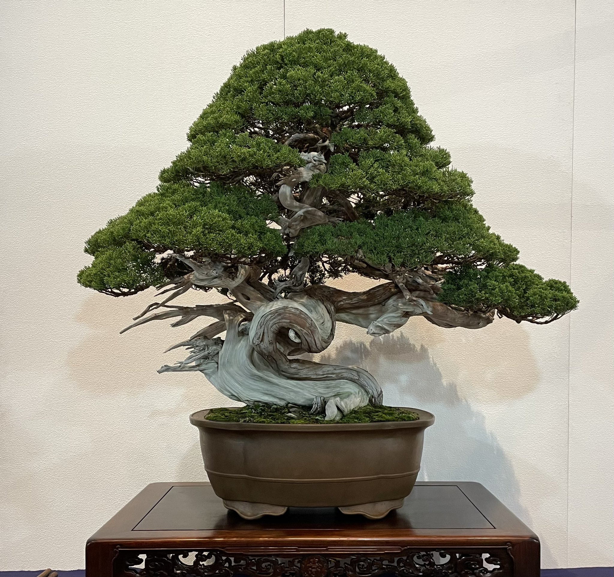 【タジ】第98回国風盆栽展写真集 盆栽】第98回 国風盆栽展 後期 【Bonsai】The 98th Kokufu