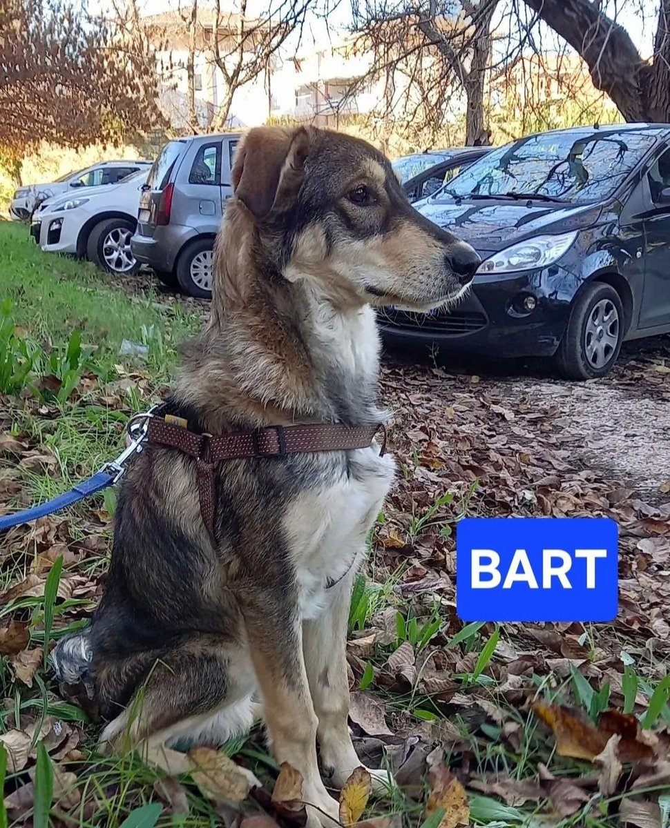 GretaFanti's tweet photo. BART  lupacchiotto mix husky, dolce e vivace di 8 mesi, si sta lasciando andare.Bart è nato libero. È stato diviso da sua mamma Lupa e ora si trova dentro un box. Non ha malattie ma è dimagrito. SERVE URGENTE UNA FAMIGLIA‼️
Caserta,si affida anche  centro nord.🙏RT 
☎️3483225213 https://t.co/lKDDX3QYAZ