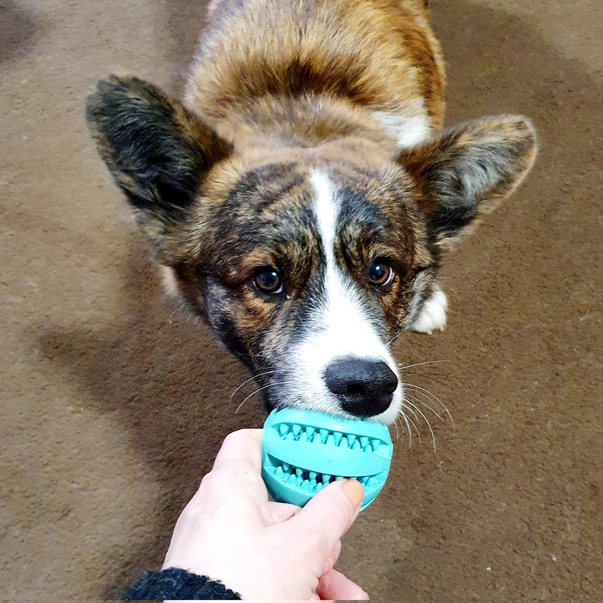 KateinaDostlov7's tweet image. Venku prší...
#CorgiAri
#víkend