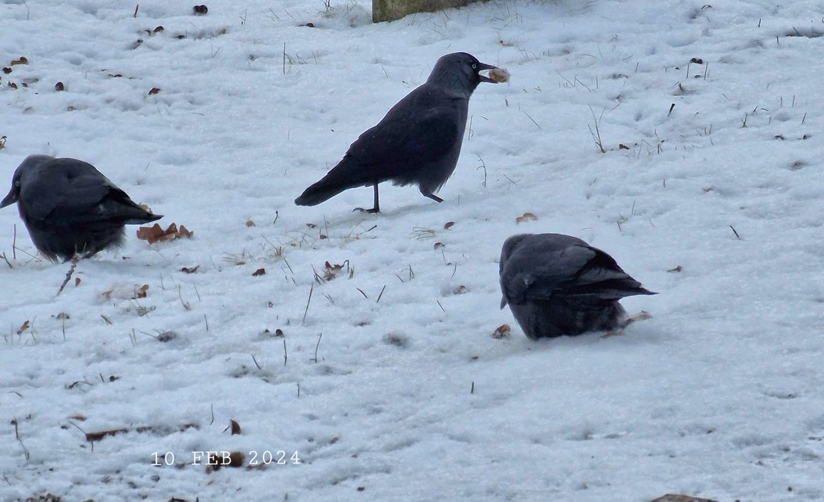 IDadzkov's tweet photo. Jackdaws. Kajor.
#nature #birds #jackdaws #kajor #winter #snow #BirdsPhoto https://t.co/YGPeg4afcF