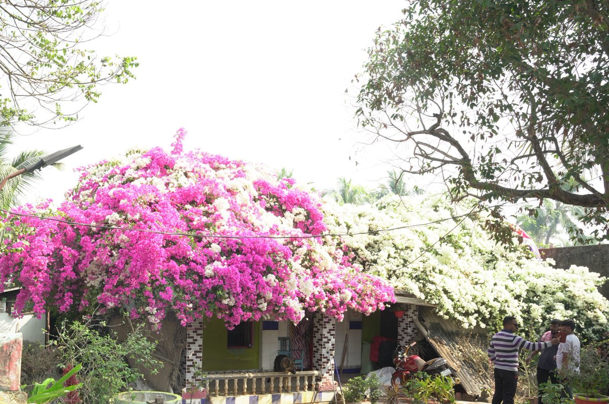 फूलों से सुसज्जित घर, बेहद सुंदर दृश्य देखने को मिला।

#GaonChaloAbhiyan | 📍Puri, Odisha