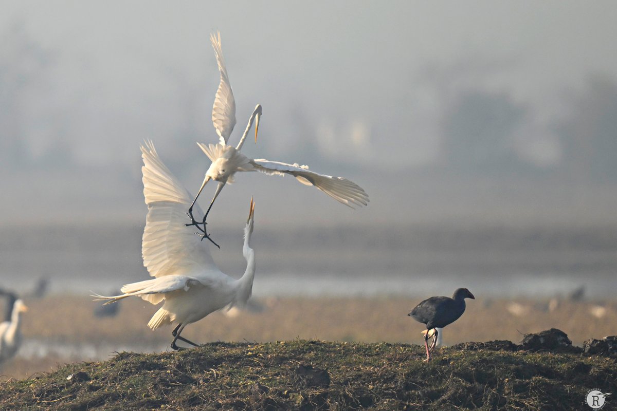 Happy Sunday ! Egrets from Bharatpur bird sanctuary.