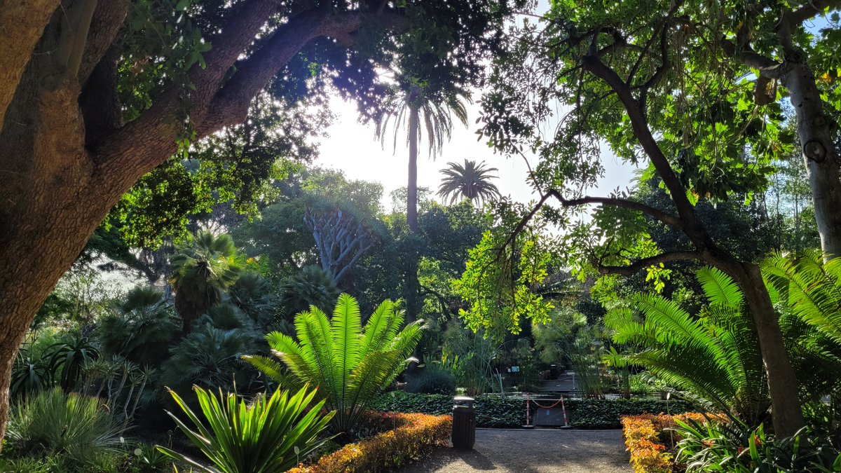 Early morning at Puerto Cruz' botanic garden, Tenerife