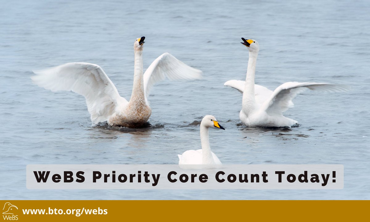 Today is the February WeBS Priority Core Count!