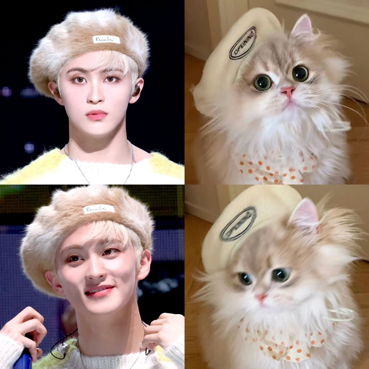favekitty's tweet photo. 🐈౨ৎ⋆ https://t.co/l2wkl4zPJK
