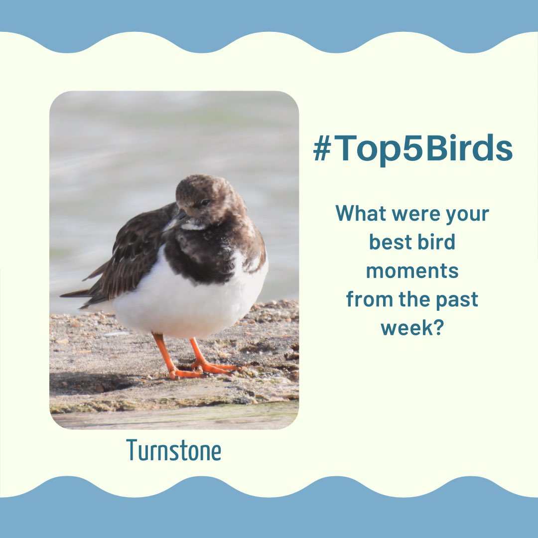 Tell me your #Top5Birds or bird moments from the past week. Mine: 1.Turnstones on a harbour wall 2.Three Spoonbills flying over 3.Firecrest in a conifer 4.First of year Blackcap female 5.Glorious birdsong heard on a woodland walk