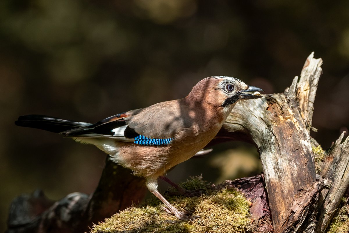 Good morning all. A Jay finding something to eat on a fallen tree. Wishing everyone a happy and safe Sunday. #TwitterNatureCommunity #TwitterNaturePhotography #nature #birds #naturelovers #birdphotography andyjennerphotography.com