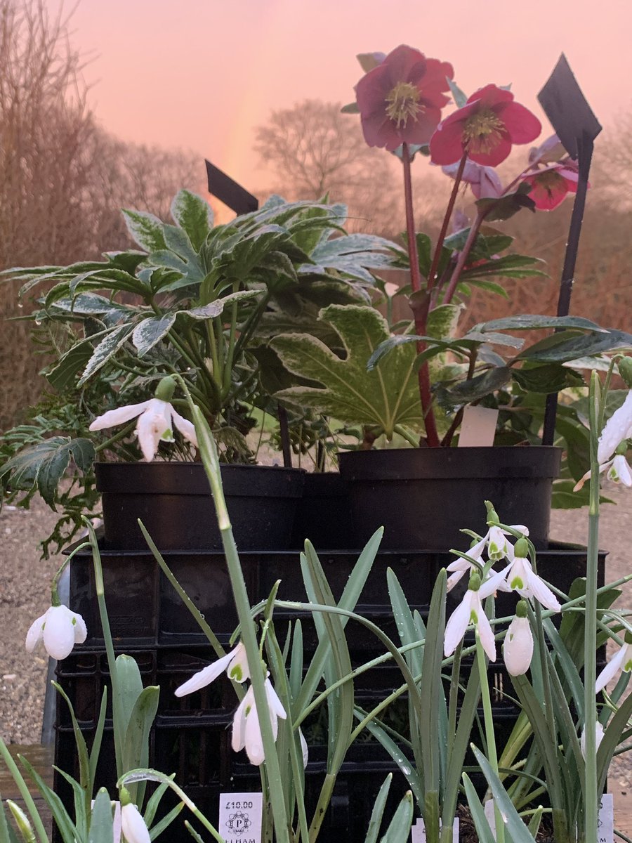 🌱PelhamPlants🌱 tweet media