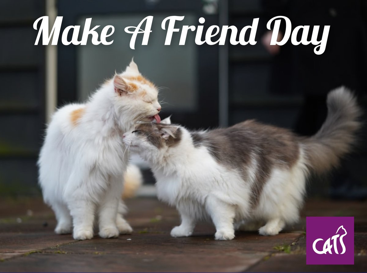 😺It's Make A Friend Day!😺 

Feline friends are the best kind you can make! 

Have you made any new furry friends recently? Or does your cat have a special friend? Please pop your photos in the comments below! 🐾 

#makeafriendday #catsprotection