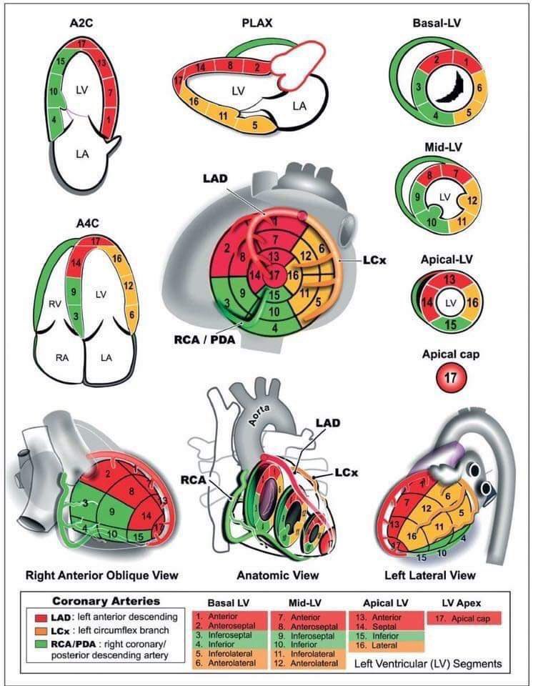 Echocardiography views and coronary artery territory.