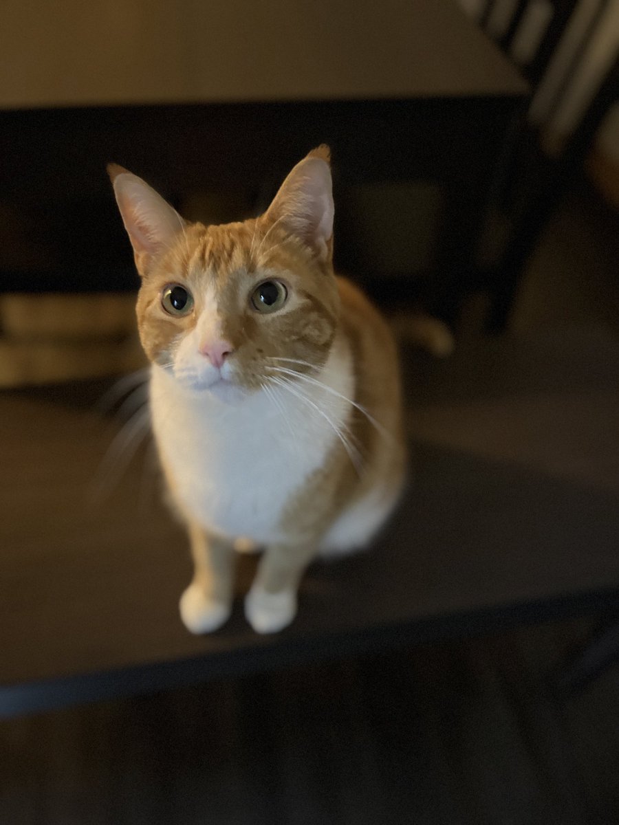 Techno Rabbi (@cachedtweet) on Twitter photo 