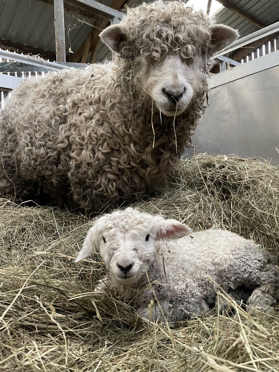 A couple weeks earlier than planned but we have a new healthy arrival. #devon #cornwall #longwool @RBSTrarebreeds #sheep tummy full so back out to the field they go #gonative #lambing2024
