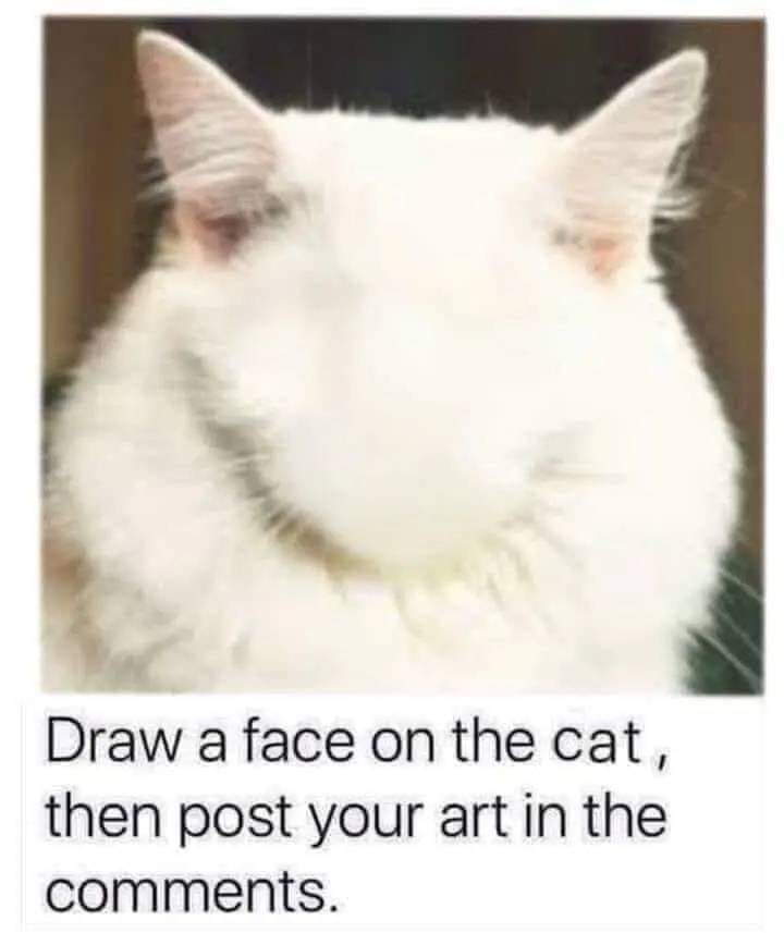 cats who share one braincell tweet media