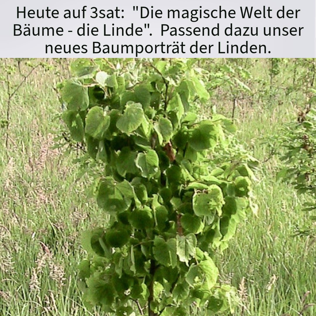 baldwald's tweet photo. Heute auf 3sat: Die Linde.

Passen dazu unser Baumporträt der Linden bei BALDWALD: https://t.co/V9IhLwbHBc

Fernsehtipps immer hier: https://t.co/i1LazPBfR1
__
#wald #baum #forest #trees #wälder #bäume #natur #nature #Naturfreunde #Fernsehen #tvTipps #Lindenbaum #Linde #3sat https://t.co/ZIVzyD3rGd